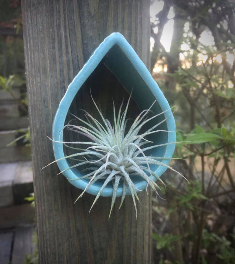 Matte Teal Paisley Air plant Holder